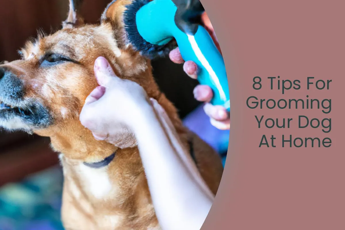 Pet Grooming Top quality Grooming Services In Singapore pet-grooming-top-quality-grooming-services-in-singapore